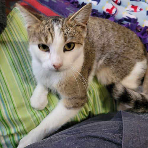 Enlarge Tater 5657C, a Adoptable Domestic Short Hair in Frankfort, KY image 4/5