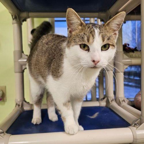 Tater 5657C, a Adoptable Domestic Short Hair in Frankfort, KY image 4/5