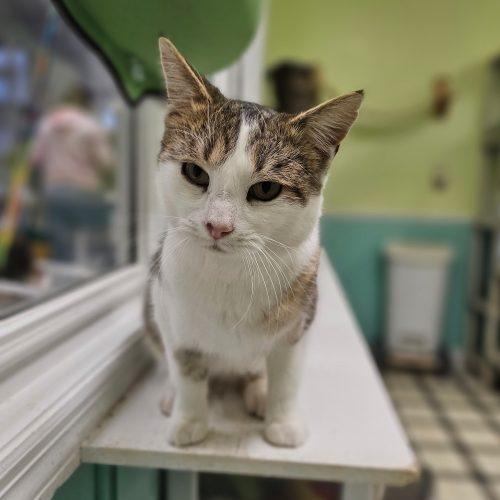 Tater 5657C, a Adoptable Domestic Short Hair in Frankfort, KY image 5/5