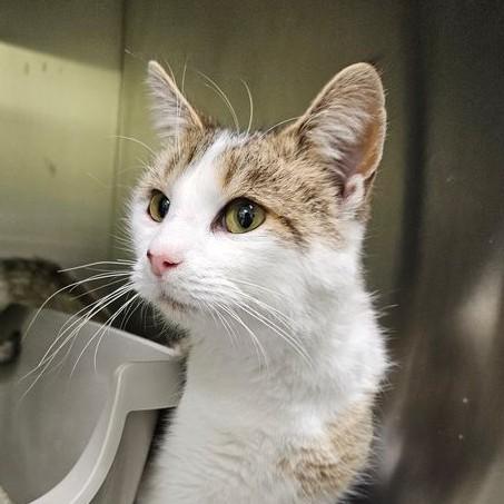 Enlarge Tater 5657C, a Adoptable Domestic Short Hair in Frankfort, KY image 5/5
