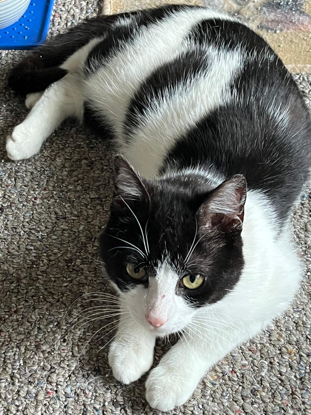 Enlarge Jax, a ADOPTABLE Domestic Short Hair in Cambridge, ON image 1/3
