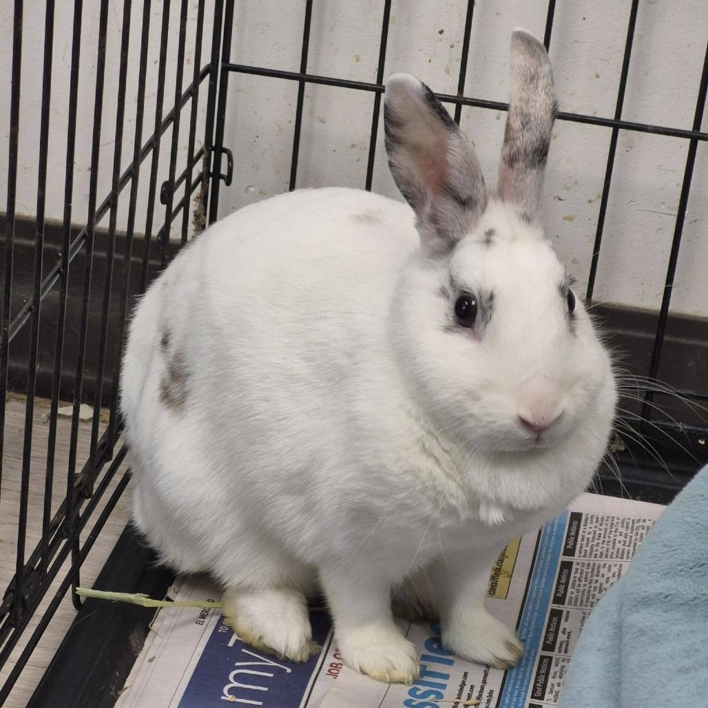 Pebbles, Adoptable, Young Female American.
