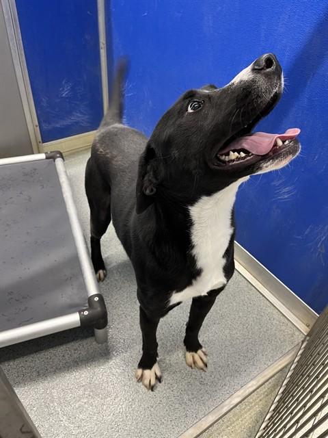 DRAKE, Adoptable, Young Male Labrador Retriever.