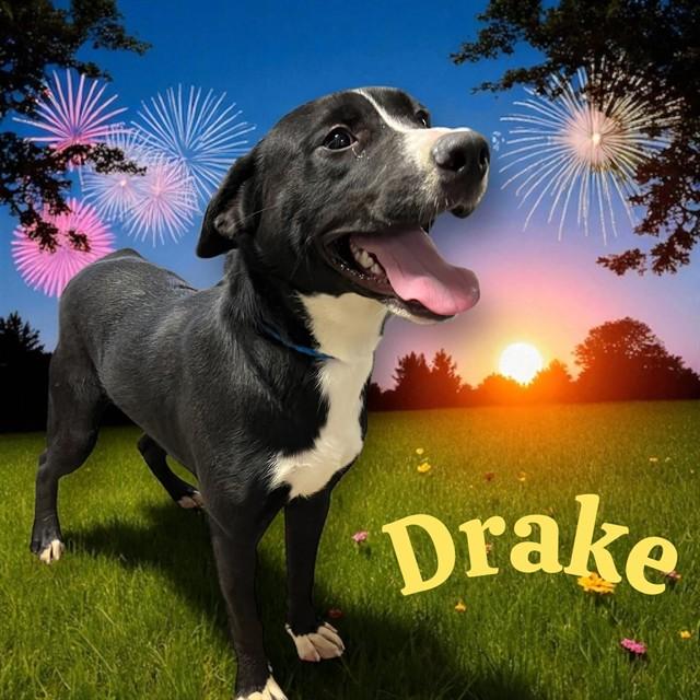 DRAKE, Adoptable, Young Male Labrador Retriever.