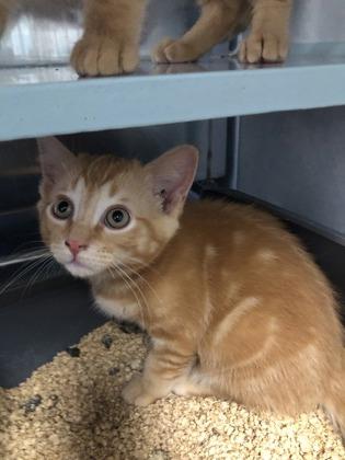 Pooh, Adoptable, Kitten Male Domestic Short Hair & Domestic Short Hair.