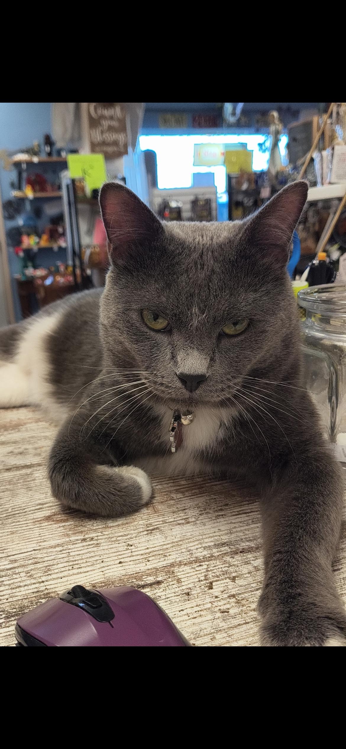 Rambo, Adoptable, Adult Male Domestic Short Hair.