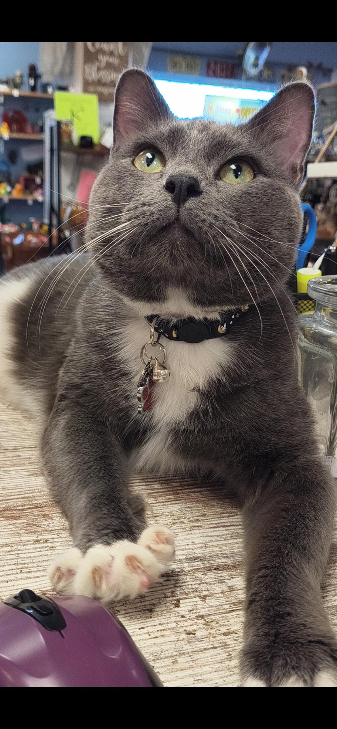 Rambo, a Adoptable mixed breed in Saint Louis, MO image 2/2