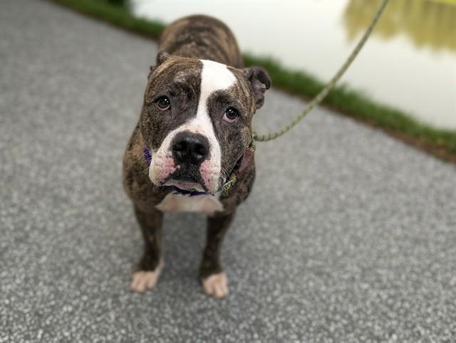 DUCHESS, Adoptable, Adult Female Pit Bull Terrier.