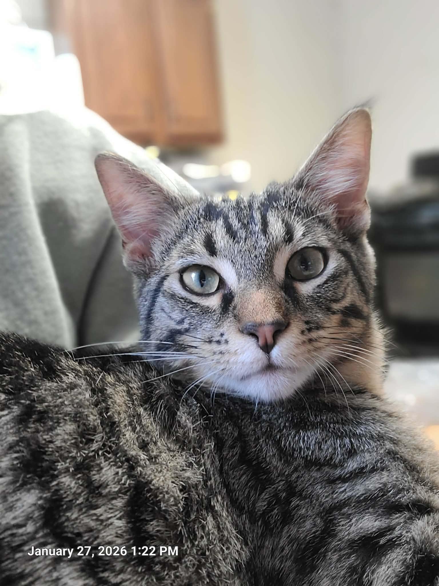 Nigel, a Adoptable Domestic Short Hair in Waynetown, IN image 4/5