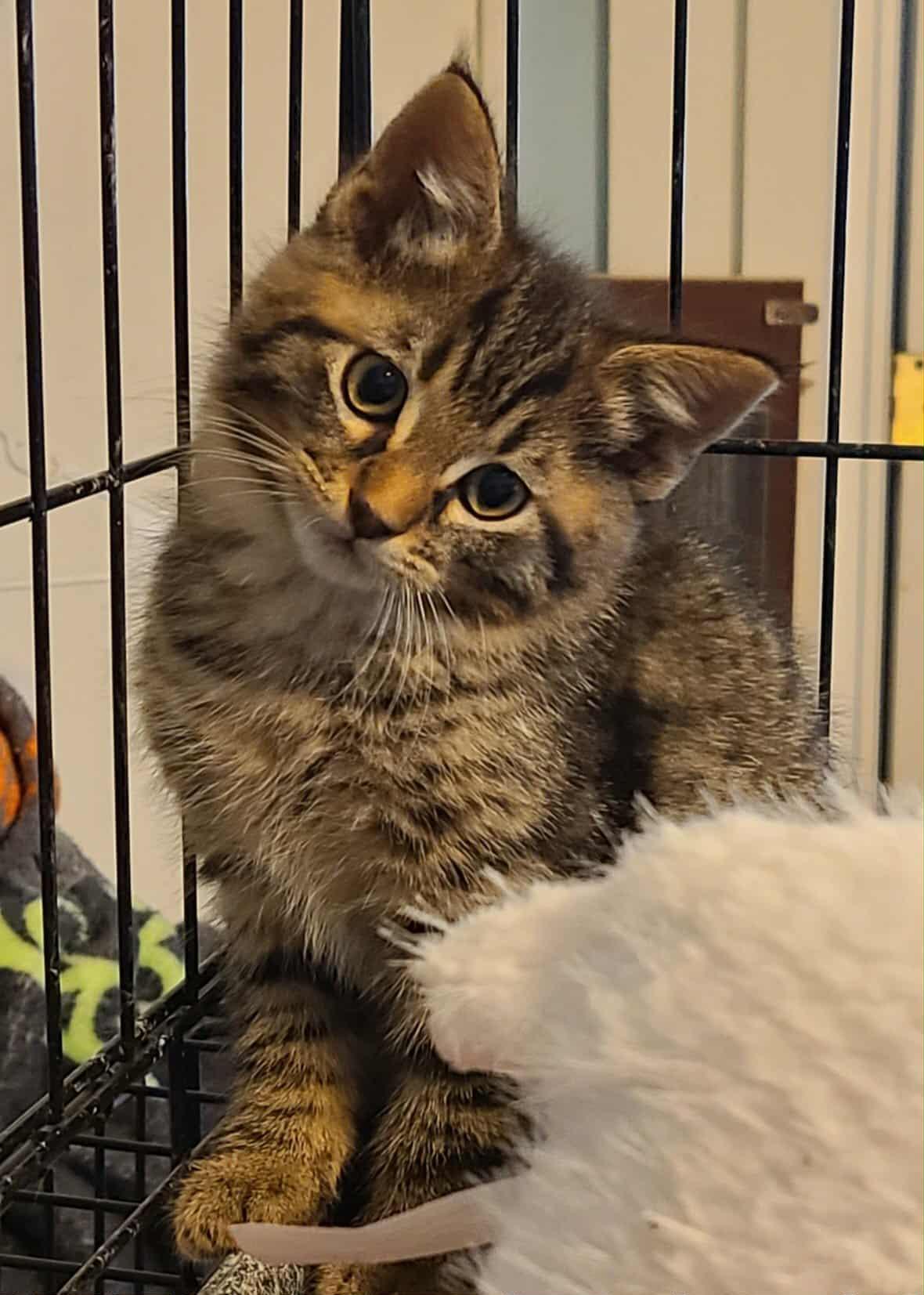 Nigel, a Adoptable Domestic Medium Hair in Waynetown, IN image 1/3