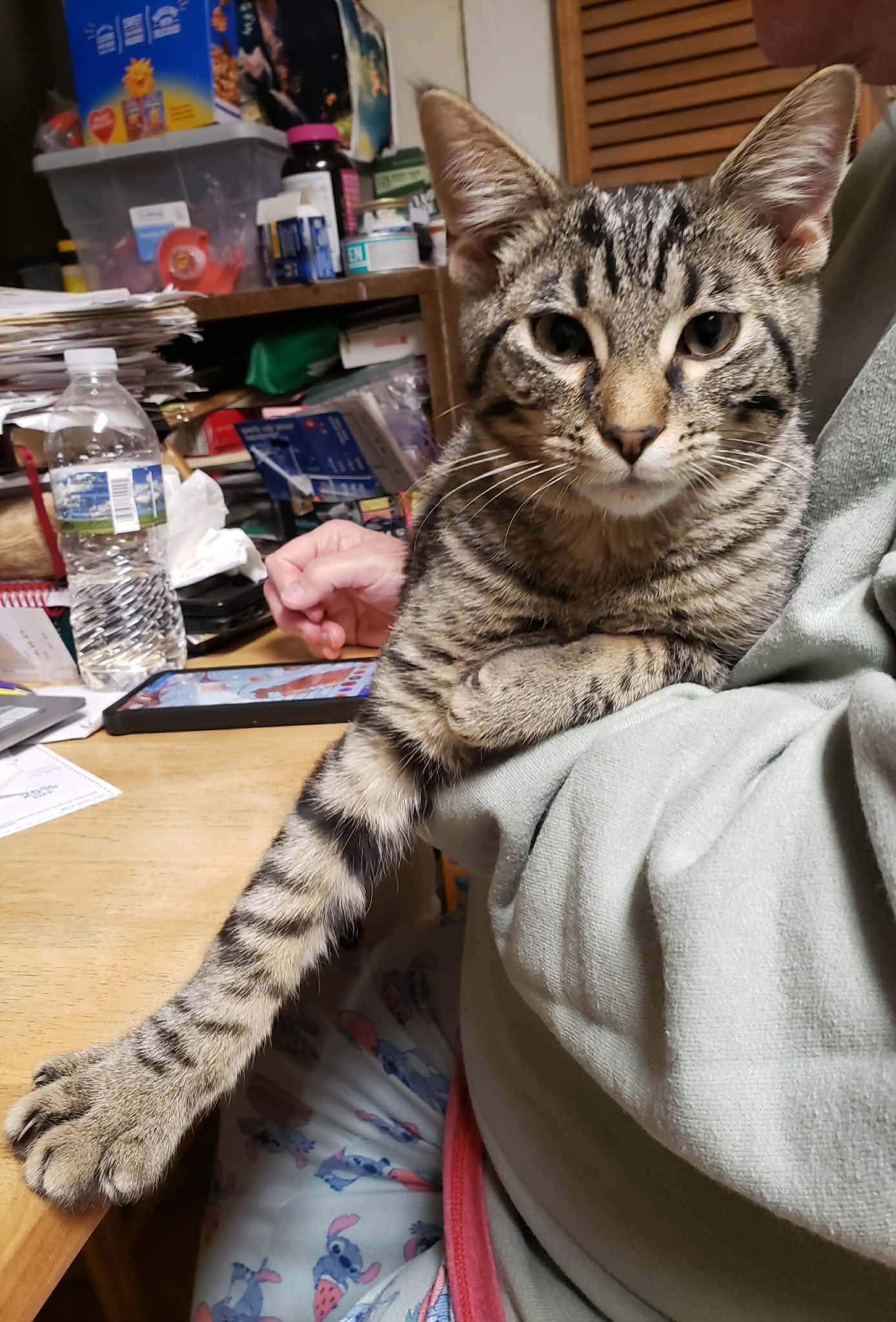 Nigel, a Adoptable Domestic Short Hair in Waynetown, IN image 3/5