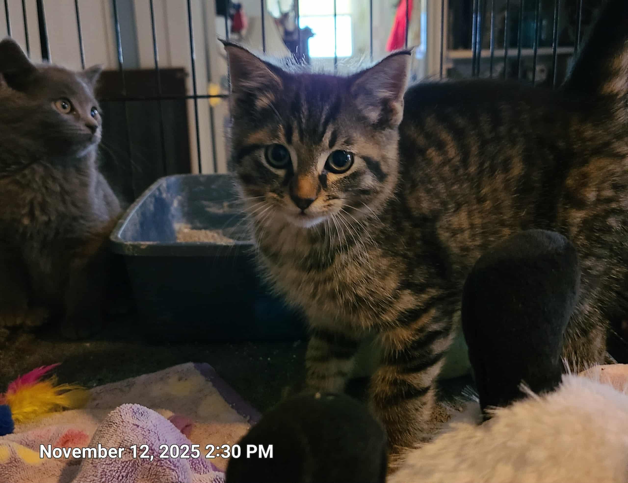 Nigel, a Adoptable Domestic Medium Hair in Waynetown, IN image 2/3