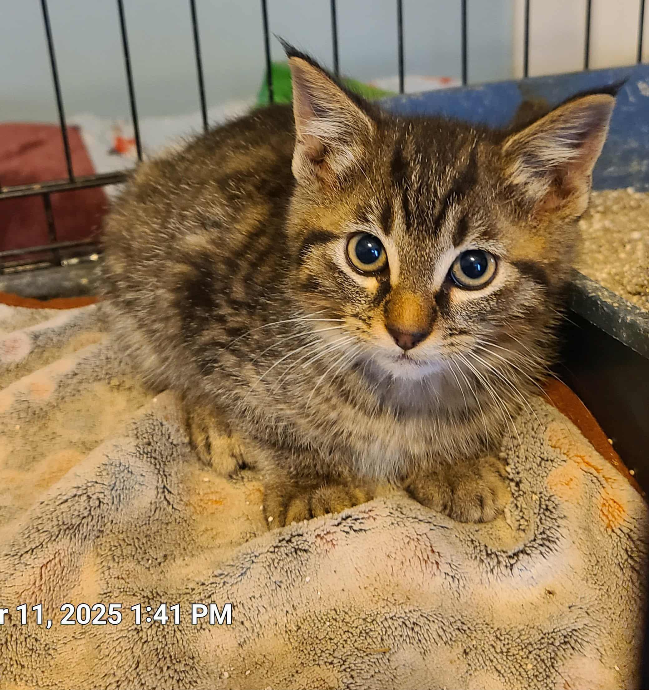 Nigel, a Adoptable Domestic Medium Hair in Waynetown, IN image 3/3