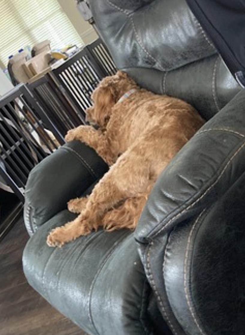 Enlarge Cedrik, a Adopted Goldendoodle in Gilbertsville, PA image 4/4