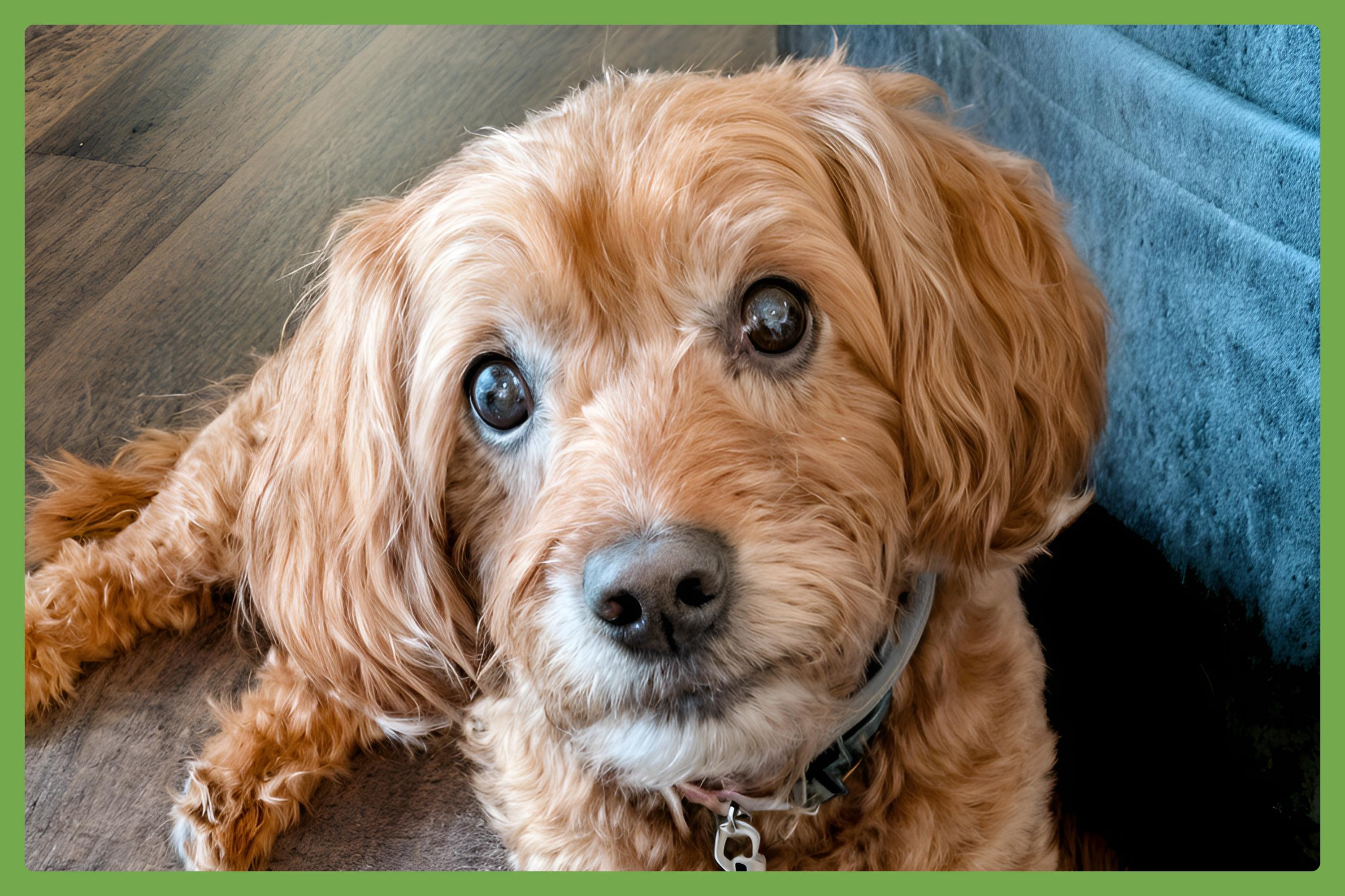 Enlarge Cedrik, a Adopted Goldendoodle in Gilbertsville, PA image 1/4