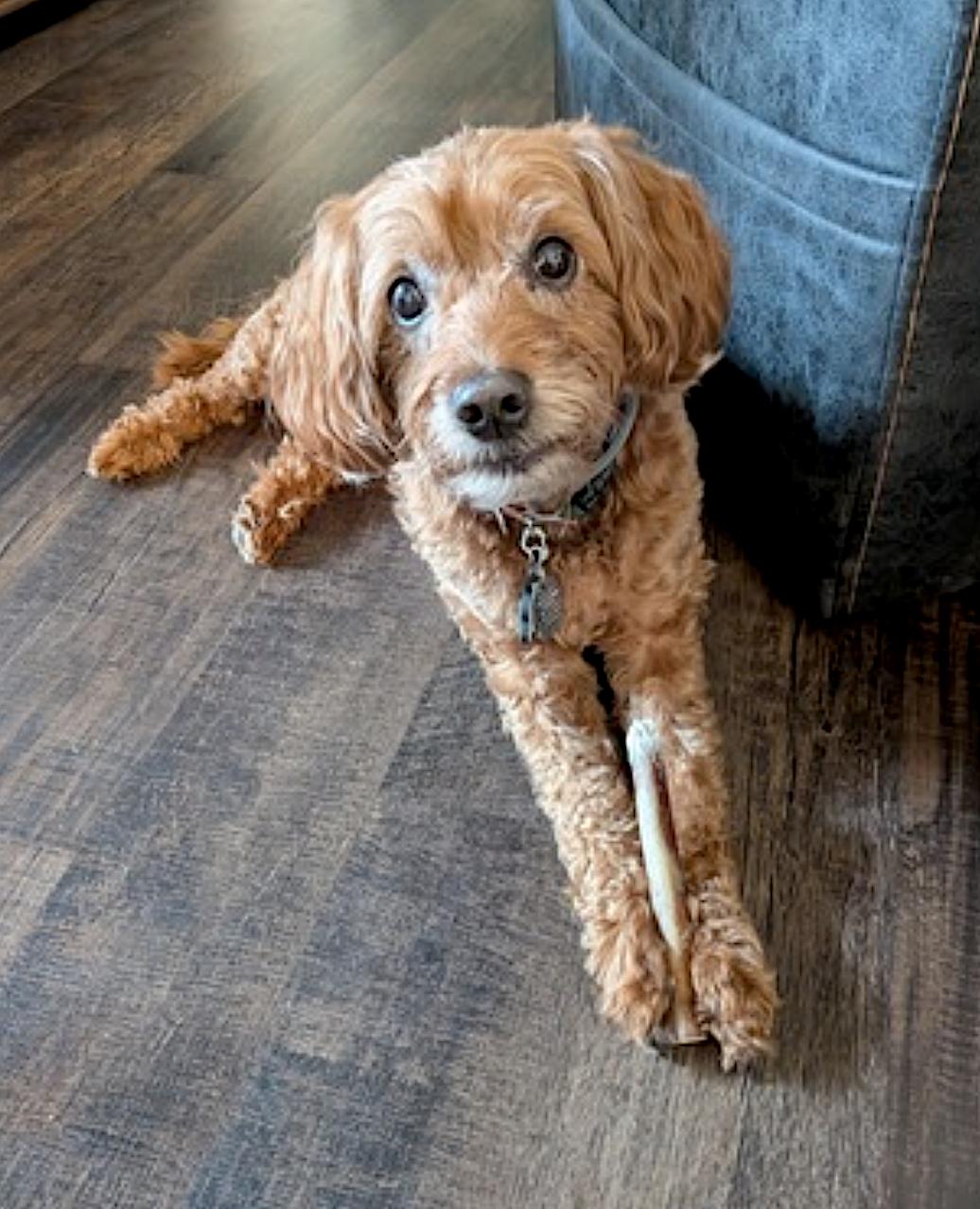 Enlarge Cedrik, a Adopted Goldendoodle in Gilbertsville, PA image 3/4