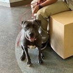 Enlarge Nina 60588536, a ADOPTABLE Mixed Breed in Harvey , LA image 4/4