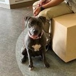 Enlarge Nina 60588536, a ADOPTABLE Mixed Breed in Harvey , LA image 3/4