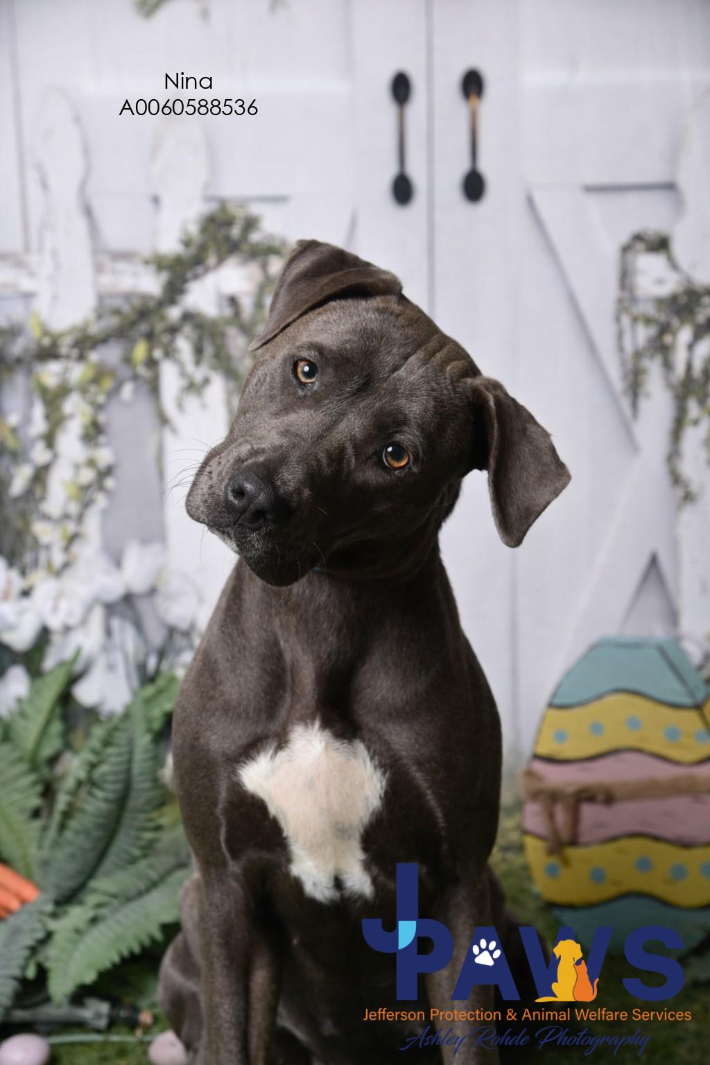 Enlarge Nina 60588536, a ADOPTABLE Mixed Breed in Harvey , LA image 1/4