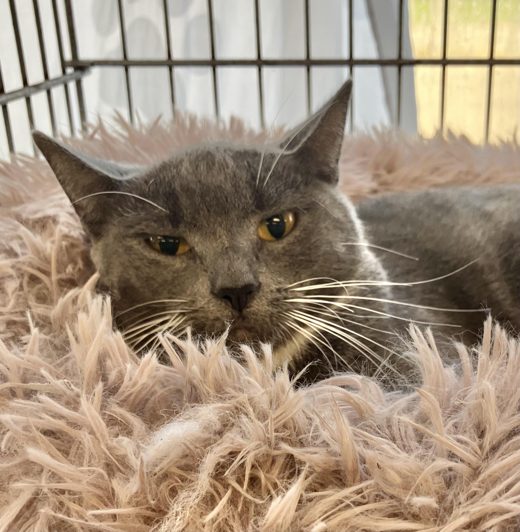 Clove, Adopted, Young Female Domestic Short Hair.