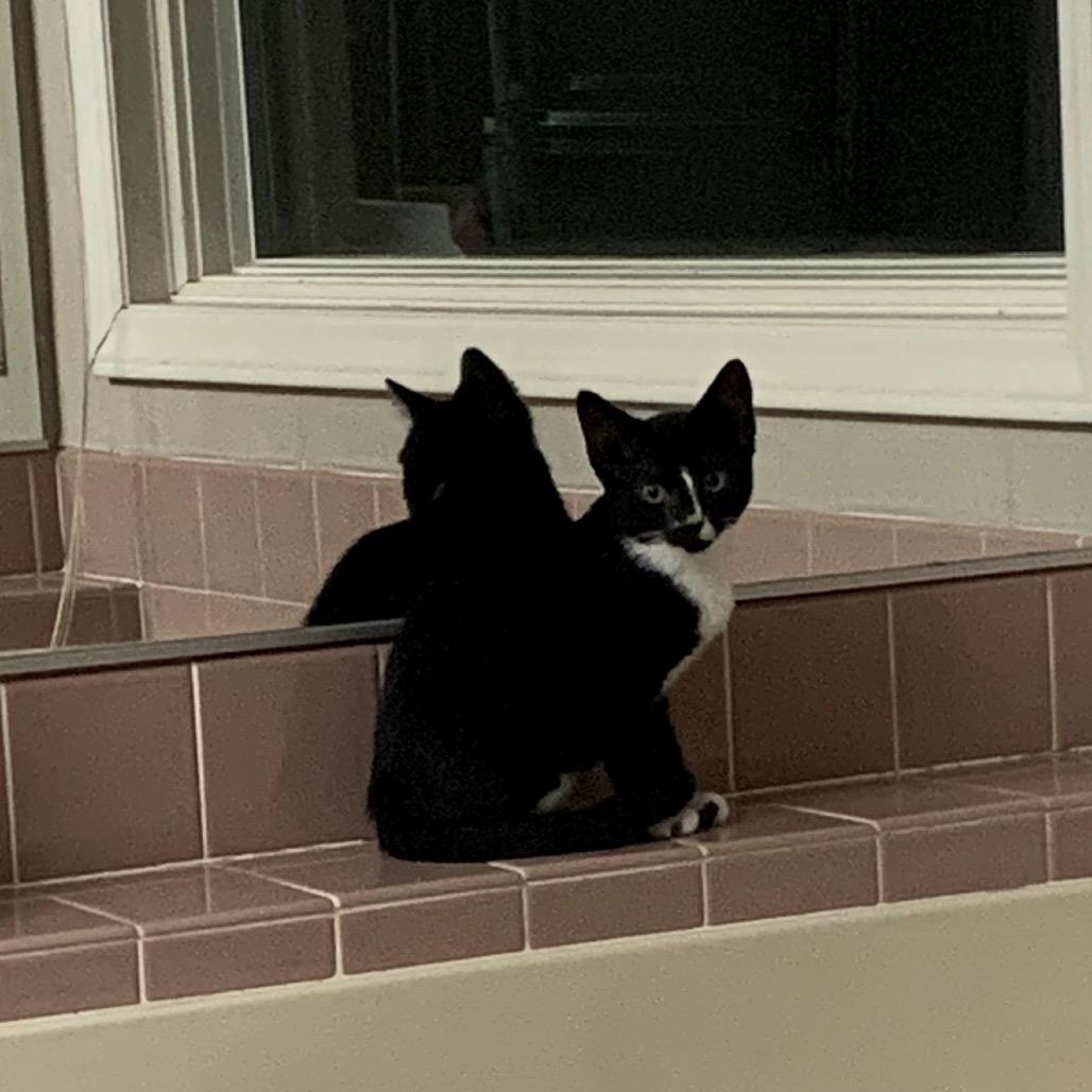 Enlarge Eva, a Adoptable Domestic Short Hair in Charlotte, NC image 1/6