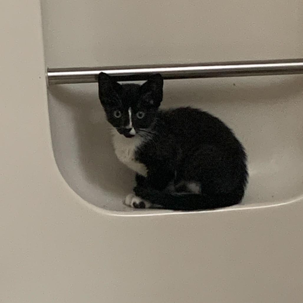 Enlarge Eva, a Adoptable Domestic Short Hair in Charlotte, NC image 2/6