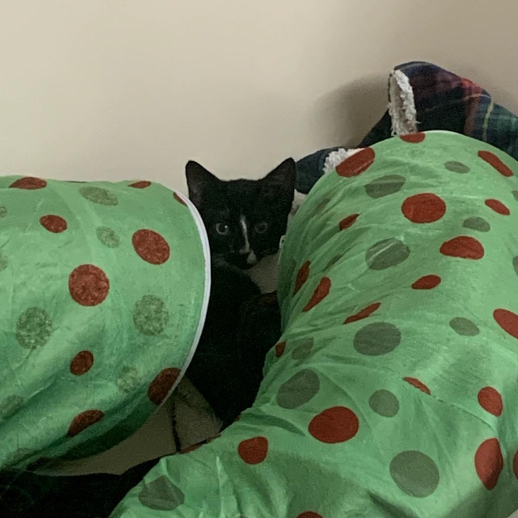 Enlarge Eva, a Adoptable Domestic Short Hair in Charlotte, NC image 4/6