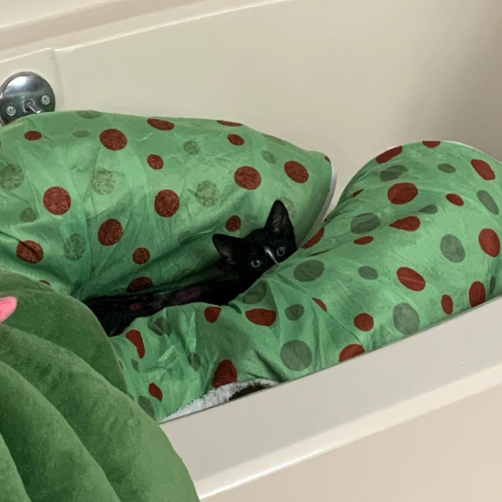 Enlarge Eva, a Adoptable Domestic Short Hair in Charlotte, NC image 5/6