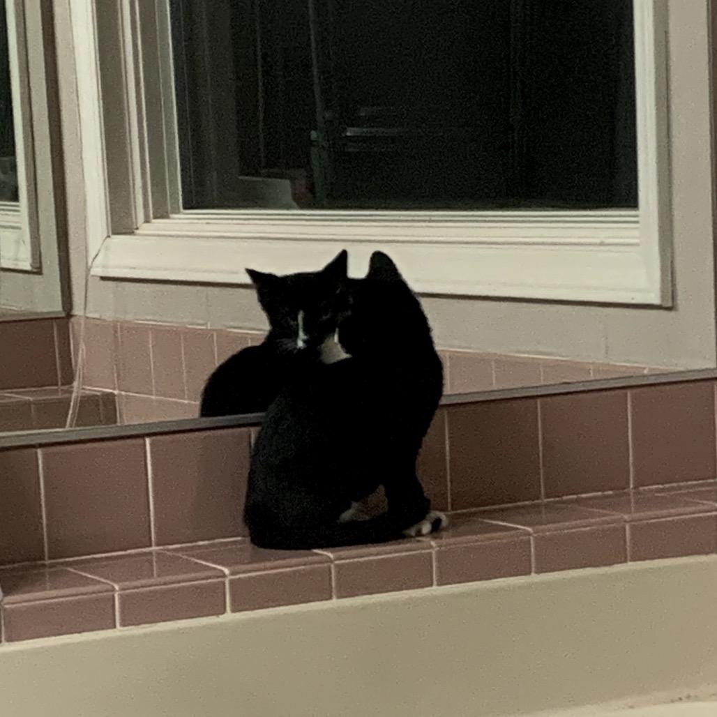 Enlarge Eva, a Adoptable Domestic Short Hair in Charlotte, NC image 6/6