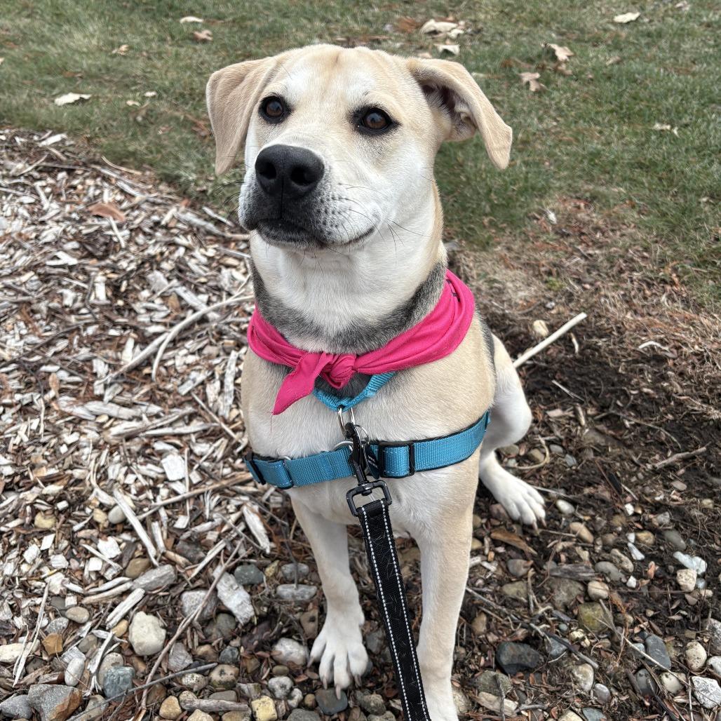 Nila, Adoptable, Young Female Pit Bull Terrier & Mixed Breed.