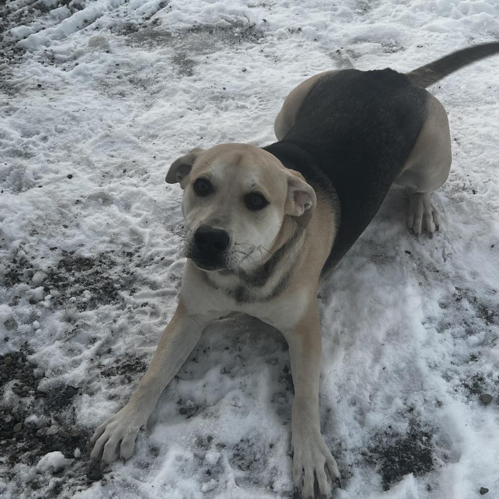 Nila, Adoptable, Young Female Pit Bull Terrier & Mixed Breed.