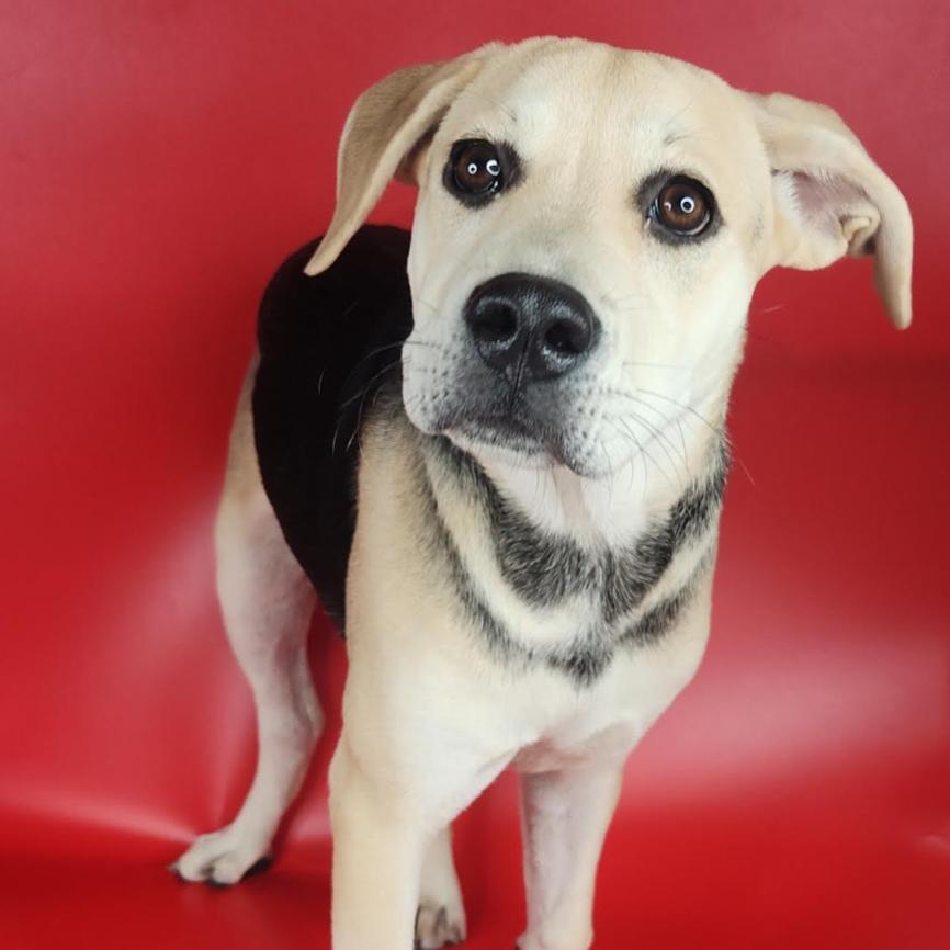 Nila, a Adoptable mixed breed in Fort Wayne, IN image 2/4