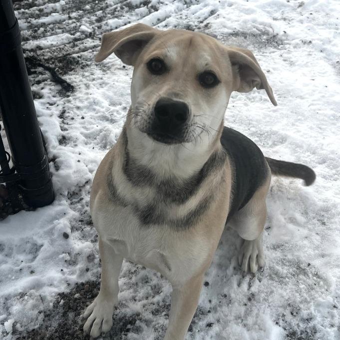Nila, a Adoptable mixed breed in Fort Wayne, IN image 3/4