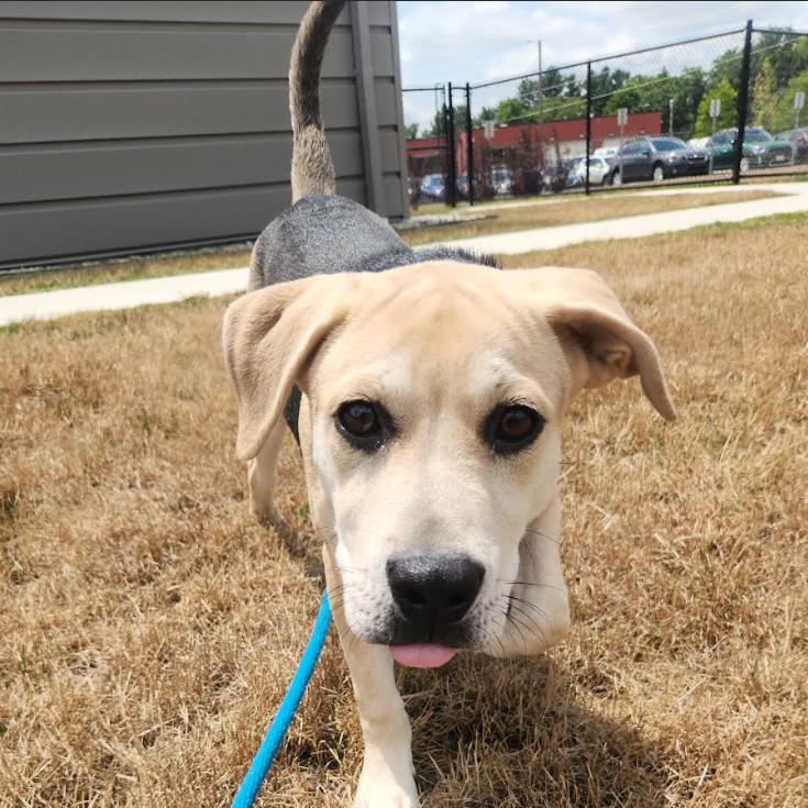 Nila, a Adoptable mixed breed in Fort Wayne, IN image 4/4