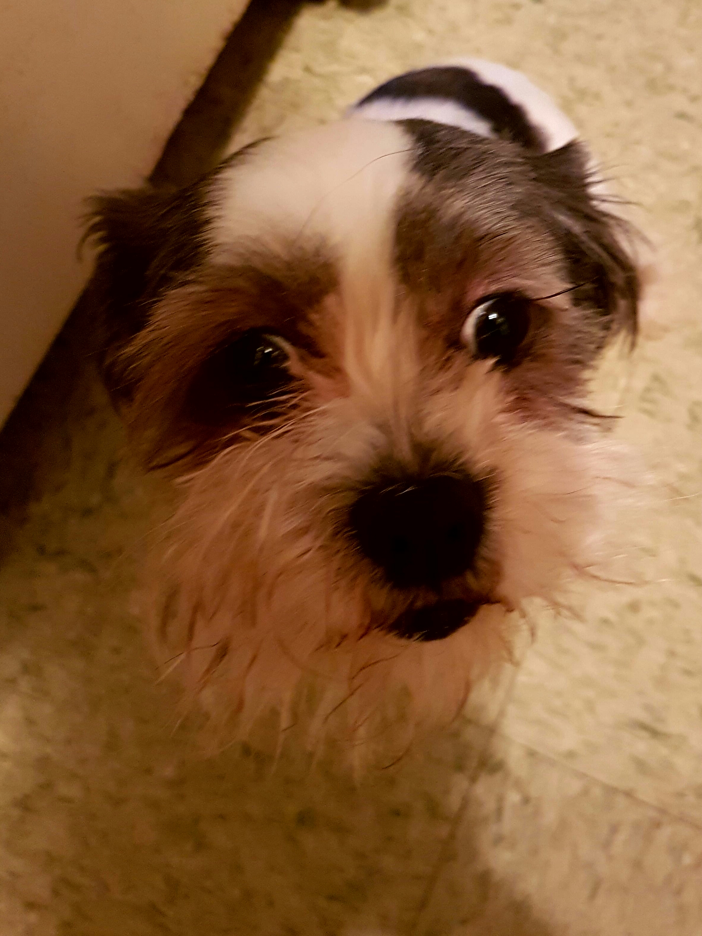 Enlarge Twinkles, a Adoptable Shih Tzu in New York, NY image 1/4