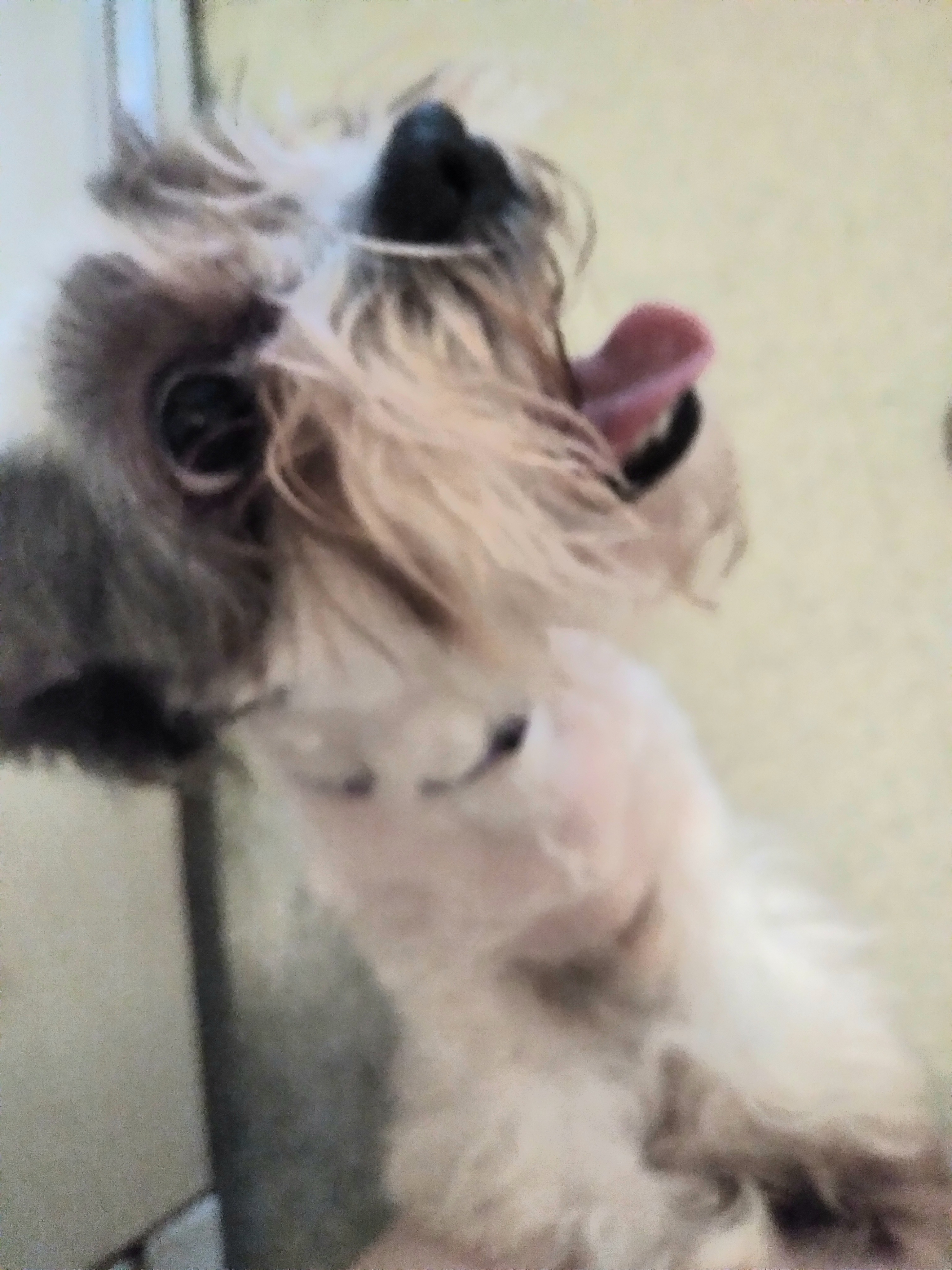 Twinkles thumbnail 2