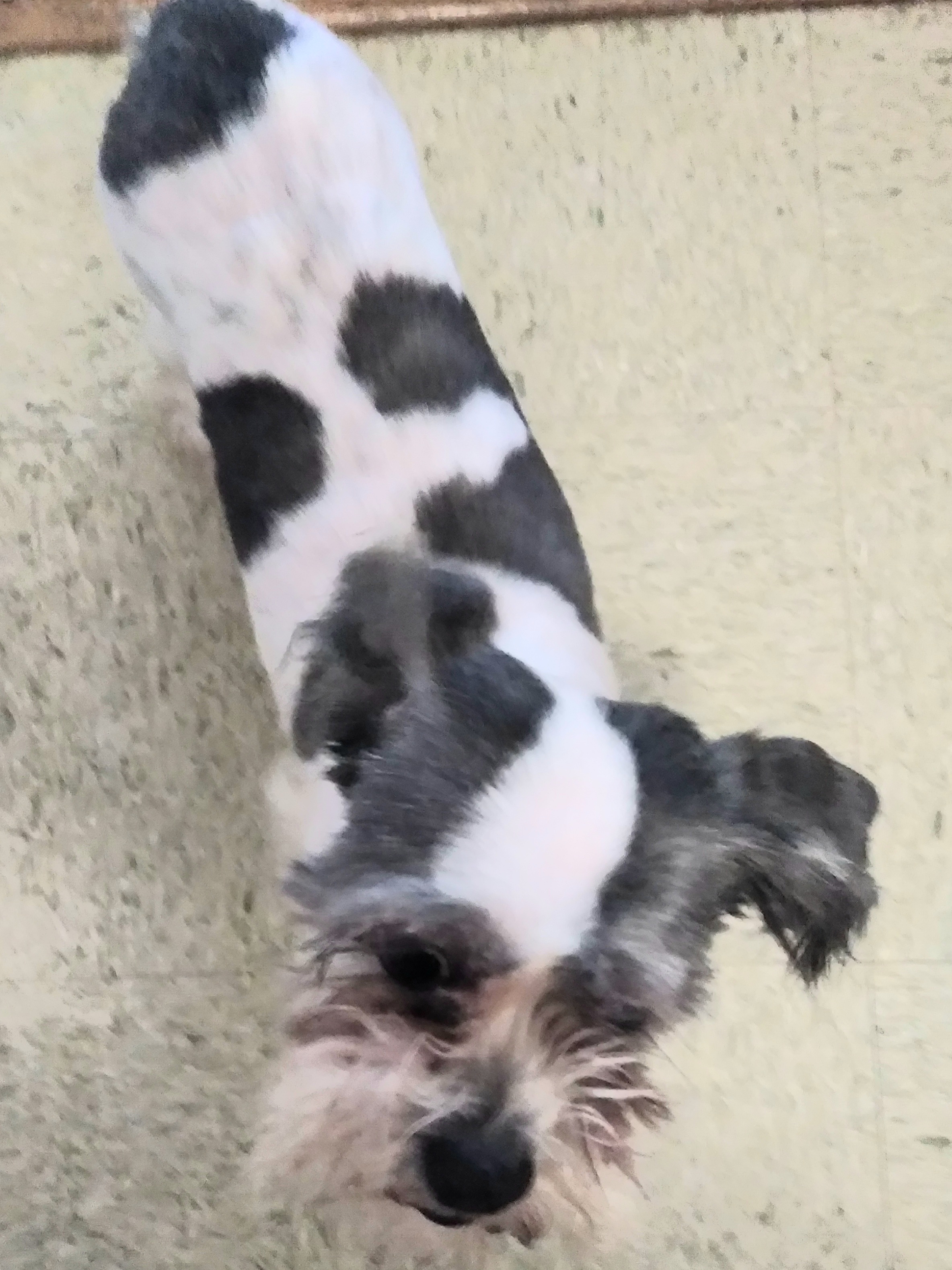 Enlarge Twinkles, a Adoptable Shih Tzu in New York, NY image 3/4