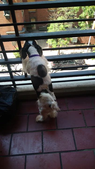 Enlarge Twinkles, a Adoptable Shih Tzu in New York, NY video 4/4