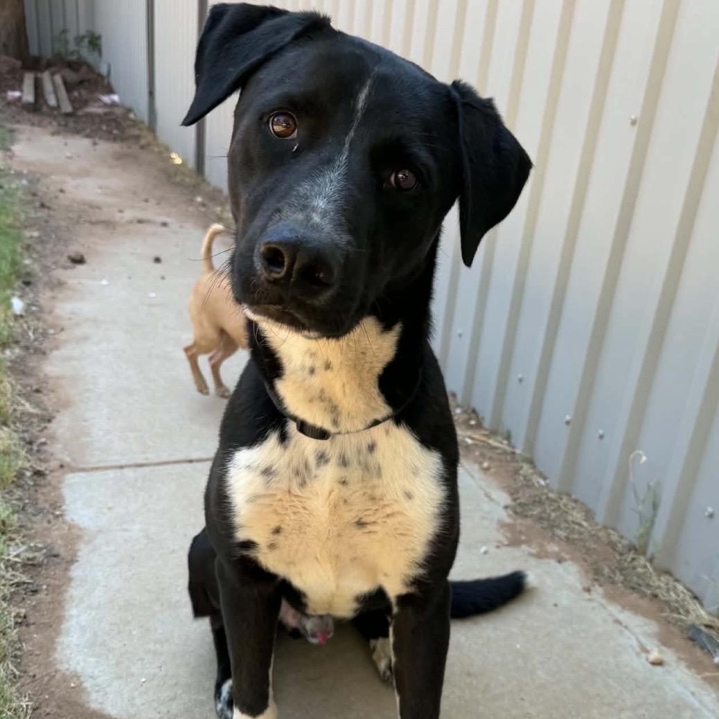 Leopard, a ADOPTABLE mixed breed in Pelham, NH image 4/6