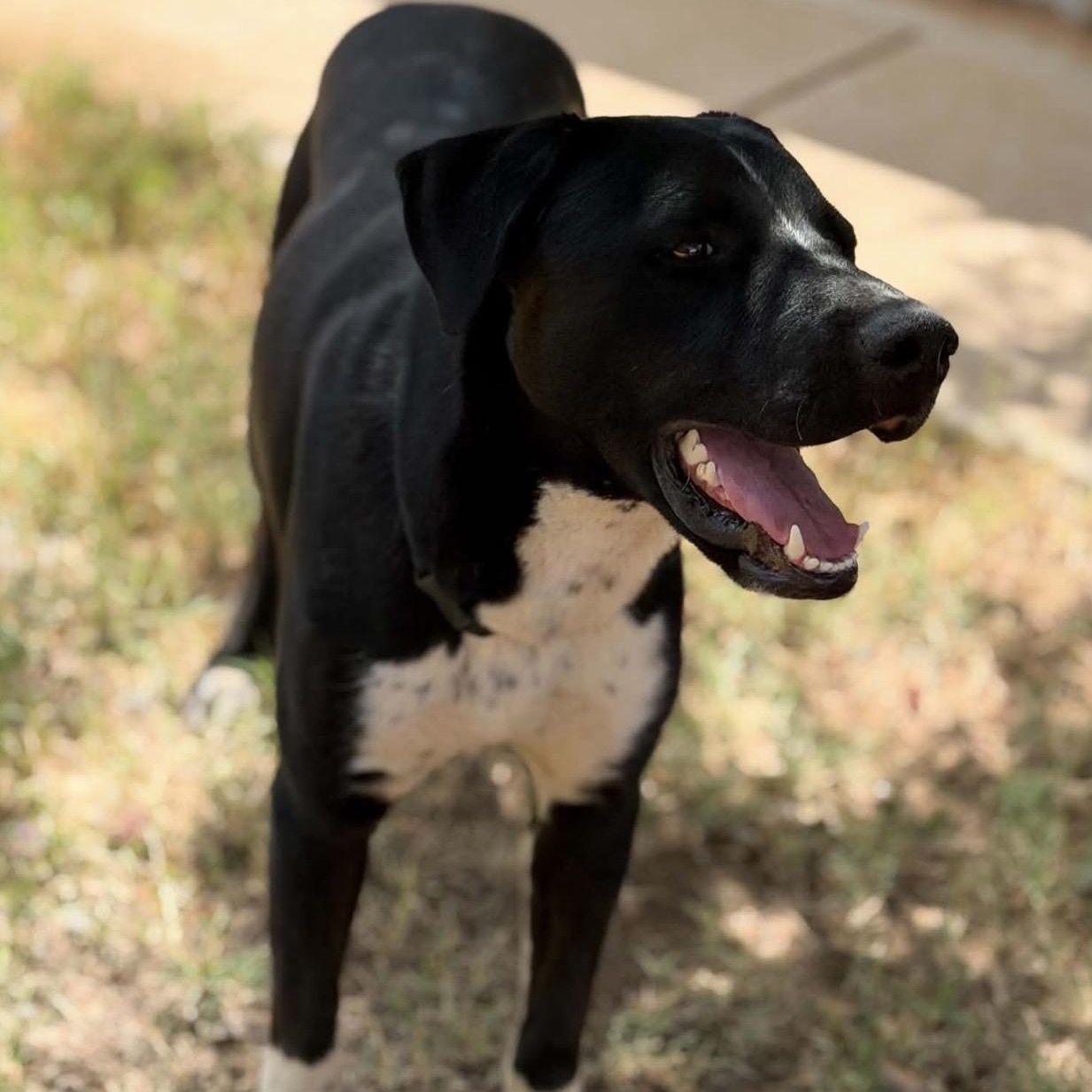 Leopard, a ADOPTABLE mixed breed in Pelham, NH image 5/6