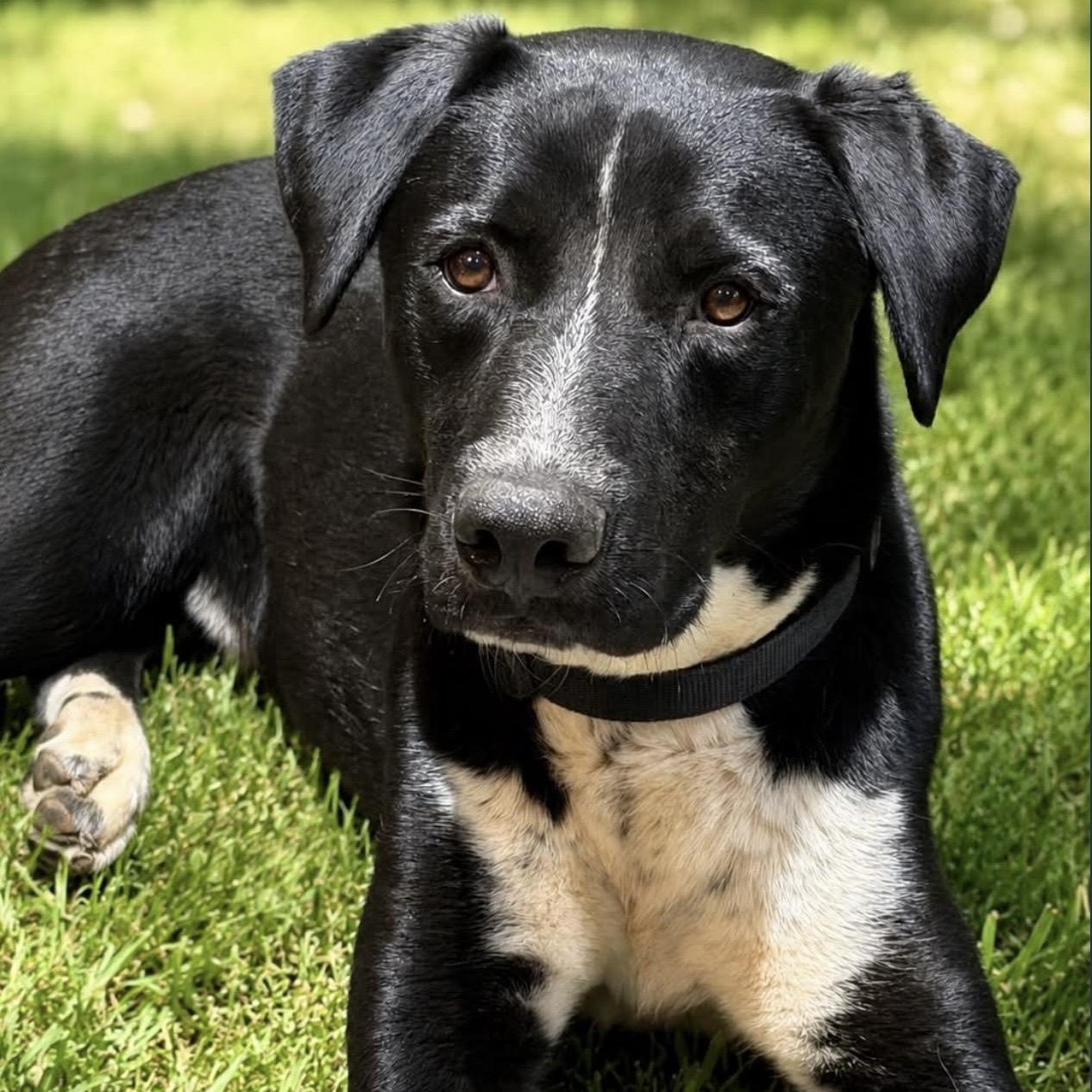 Leopard, ADOPTABLE, Young Male Labrador Retriever & Pit Bull Terrier.