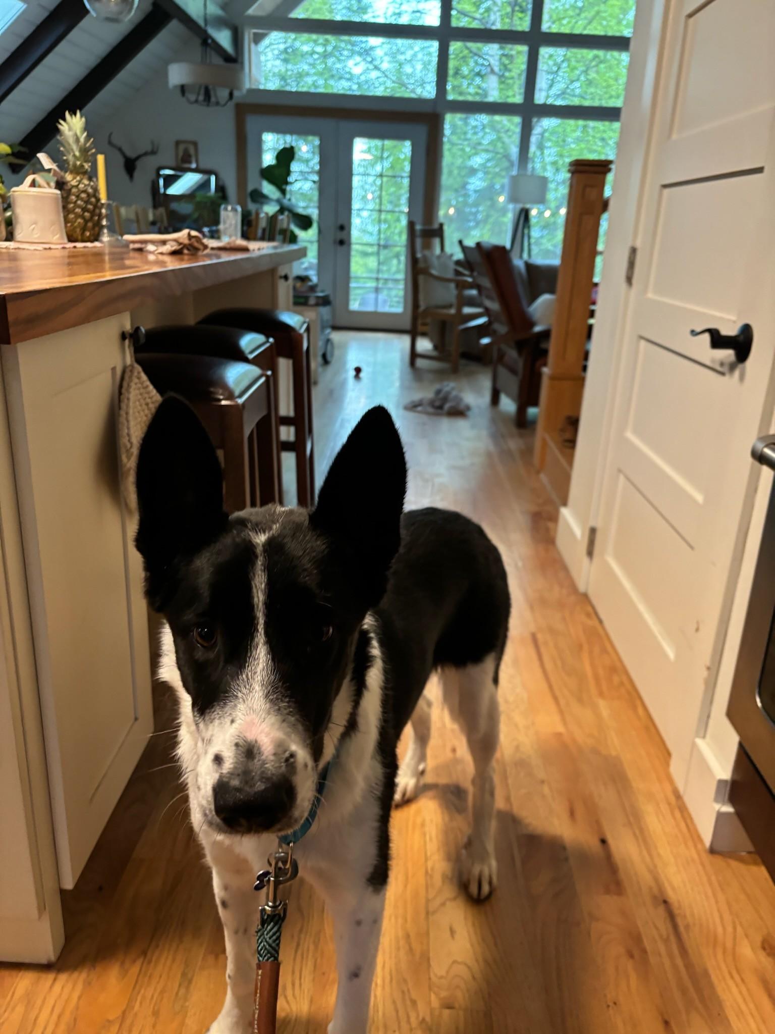 Enlarge Princess ADOPTED, a Adopted mixed breed in Newport Beach, CA image 3/3