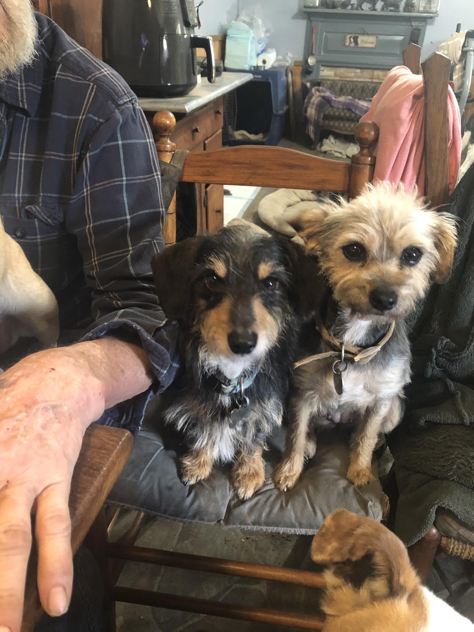 Enlarge Trixie, a ADOPTABLE mixed breed in Hillsboro, OH image 2/2