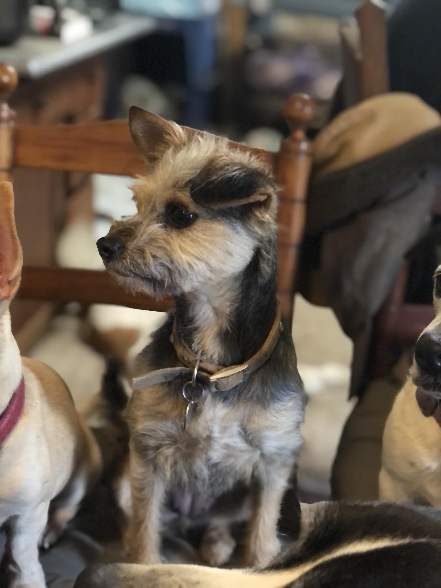 Trixie, ADOPTABLE, Adult Female Yorkshire Terrier.