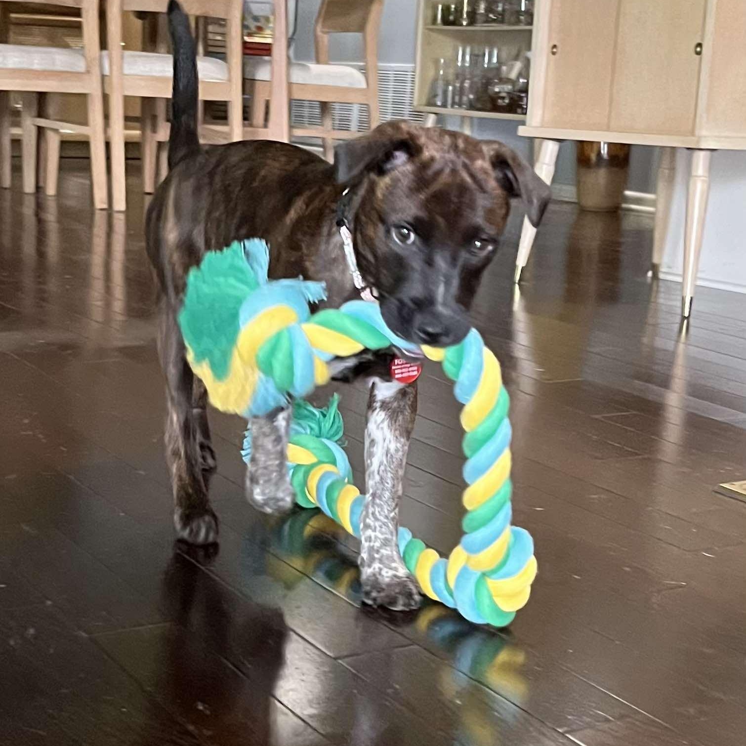 Peggy Sue, Baby Female Terrier