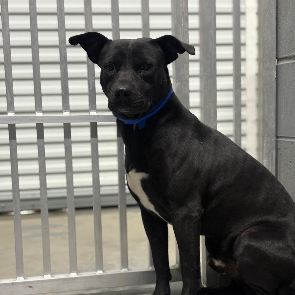 Enlarge clyde, a Adoptable Mixed Breed in Mullins, SC image 1/1