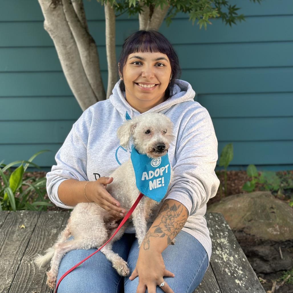 Nosforatu, Adoptable, Senior Male Poodle.