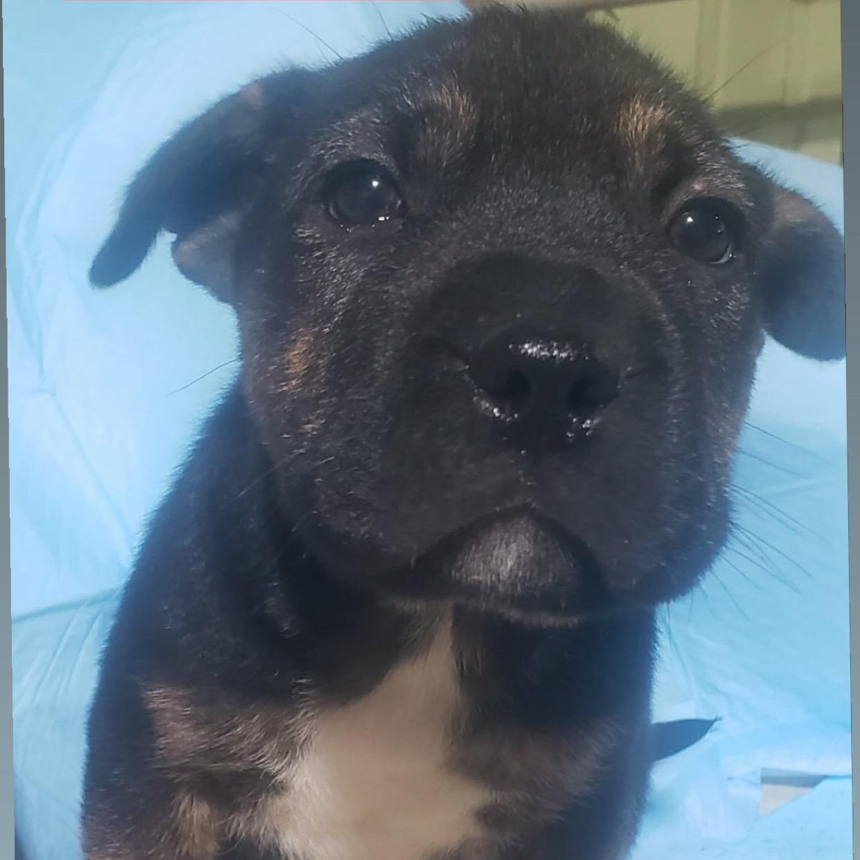 Enlarge Scooby, a ADOPTABLE mixed breed in Barkhamsted, CT image 1/1