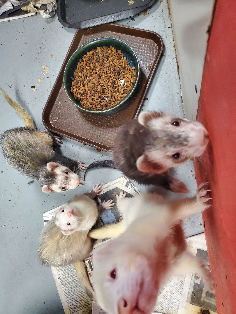 Enlarge Nibbilina, a Adoptable Ferret in Randolph, NJ image 1/4
