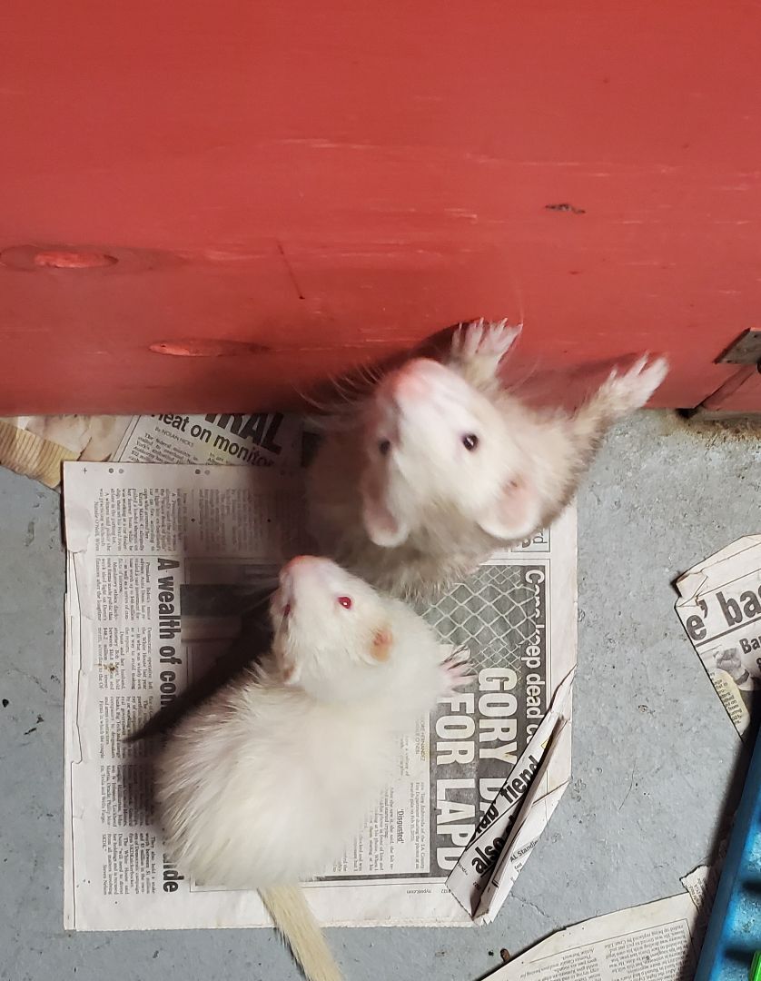 Enlarge Nibbilina, a Adoptable Ferret in Randolph, NJ image 2/4